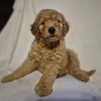 Teddy, a male Goldendoodle for sale in Judson, IN – 3 of 6