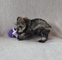 Josie, a female Miniature Schnauzer for sale in Judson, IN – 7 of 9