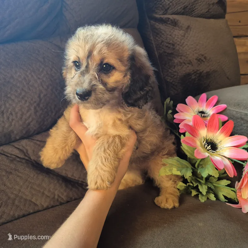 Daisy – Cockapoo puppy for sale in Judson, IN