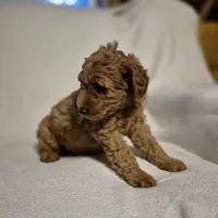 Lily, a female Goldendoodle for sale in Judson, IN – 5 of 6