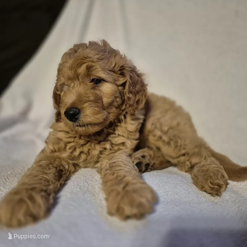 Teddy – Goldendoodle puppy for sale in Judson, IN