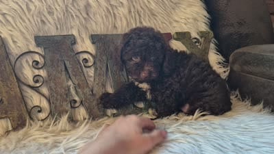 Hershey, a male Poodle - Miniature  for sale in Judson, IN – 4 of 9