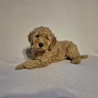 Lucy, a female Goldendoodle for sale in Judson, IN – 4 of 6