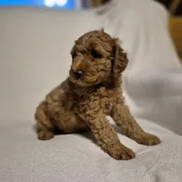 Lily, a female Goldendoodle for sale in Judson, IN – 1 of 6