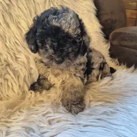 Ash, a male Poodle - Miniature  for sale in Judson, IN – 3 of 5