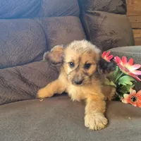 Daisy, a female Cockapoo for sale in Judson, IN – 7 of 8