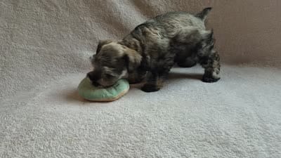 Rosie, a female Miniature Schnauzer for sale in Judson, IN – 8 of 8