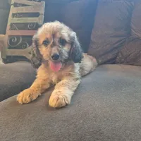 Daisy, a female Cockapoo for sale in Judson, IN – 3 of 8