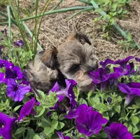 Josie, a female Miniature Schnauzer for sale in Judson, IN – 2 of 9