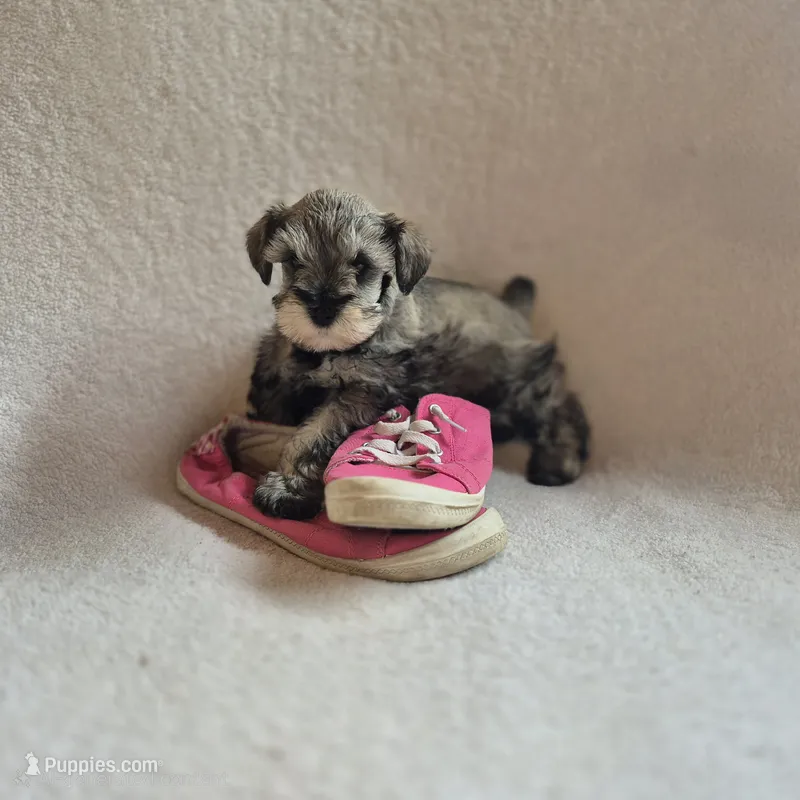 Rosie – Miniature Schnauzer puppy for sale in Judson, IN