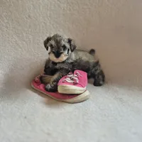 Rosie, a female Miniature Schnauzer for sale in Judson, IN – 1 of 8