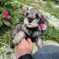 Rosie, a female Miniature Schnauzer for sale in Judson, IN – 5 of 8