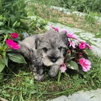 Rosie, a female Miniature Schnauzer for sale in Judson, IN – 6 of 8