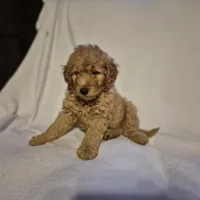 Teddy, a male Goldendoodle for sale in Judson, IN – 5 of 6