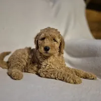 Lucy, a female Goldendoodle for sale in Judson, IN – 3 of 6