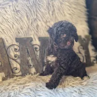 Hershey, a male Poodle - Miniature  for sale in Judson, IN – 9 of 9