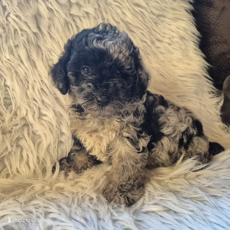 Ash – Poodle - Miniature  puppy for sale in Judson, IN