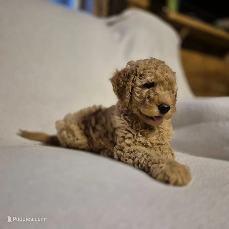Lucy – Goldendoodle puppy for sale in Judson, IN