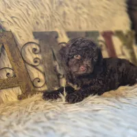 Hershey, a male Poodle - Miniature  for sale in Judson, IN – 8 of 9
