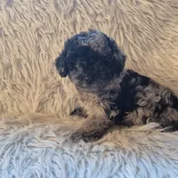 Ash, a male Poodle - Miniature  for sale in Judson, IN – 5 of 5