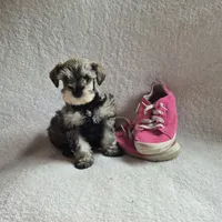 Rosie, a female Miniature Schnauzer for sale in Judson, IN – 2 of 8