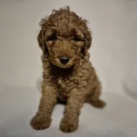 Lily, a female Goldendoodle for sale in Judson, IN – 4 of 6