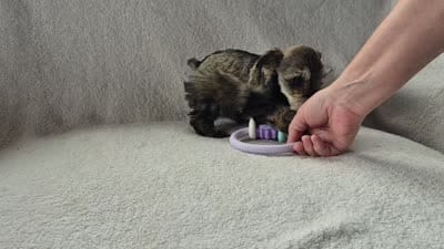 Josie, a female Miniature Schnauzer for sale in Judson, IN – 8 of 9