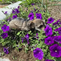 Josie, a female Miniature Schnauzer for sale in Judson, IN – 5 of 9