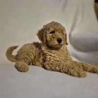 Lucy, a female Goldendoodle for sale in Judson, IN – 5 of 6
