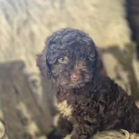 Hershey, a male Poodle - Miniature  for sale in Judson, IN – 3 of 9