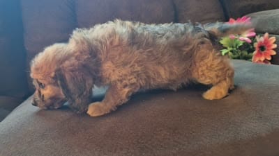 Daisy, a female Cockapoo for sale in Judson, IN – 4 of 8