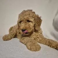 Lucy, a female Goldendoodle for sale in Judson, IN – 6 of 6
