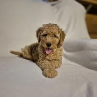 Lucy, a female Goldendoodle for sale in Judson, IN – 2 of 6