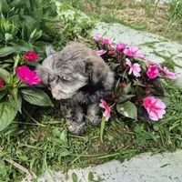 Rosie, a female Miniature Schnauzer for sale in Judson, IN – 7 of 8