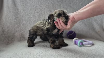 Josie, a female Miniature Schnauzer for sale in Judson, IN – 9 of 9