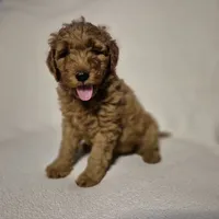 Lily, a female Goldendoodle for sale in Judson, IN – 3 of 6