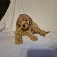 Teddy, a male Goldendoodle for sale in Judson, IN – 6 of 6