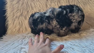 Ash, a male Poodle - Miniature  for sale in Judson, IN – 4 of 5