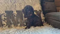 Hershey, a male Poodle - Miniature  for sale in Judson, IN – 5 of 9