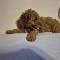 Lily, a female Goldendoodle for sale in Judson, IN – 6 of 6