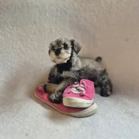 Rosie, a female Miniature Schnauzer for sale in Judson, IN – 3 of 8