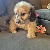 Daisy, a female Cockapoo for sale in Judson, IN – 6 of 8