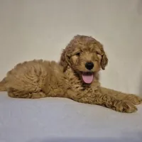 Teddy, a male Goldendoodle for sale in Judson, IN – 4 of 6