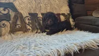 Hershey, a male Poodle - Miniature  for sale in Judson, IN – 6 of 9