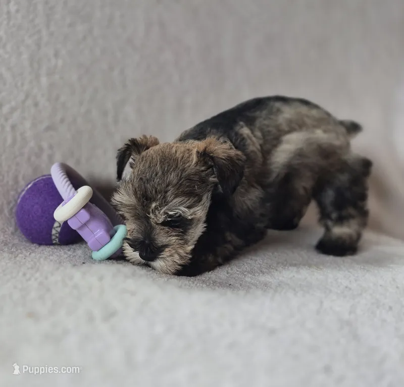 Josie – Miniature Schnauzer puppy for sale in Judson, IN