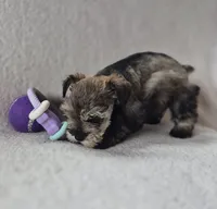 Josie, a female Miniature Schnauzer for sale in Judson, IN – 6 of 9