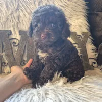 Hershey, a male Poodle - Miniature  for sale in Judson, IN – 1 of 9
