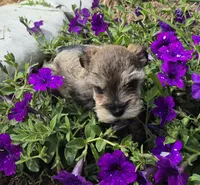 Josie, a female Miniature Schnauzer for sale in Judson, IN – 4 of 9