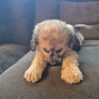 Daisy, a female Cockapoo for sale in Judson, IN – 5 of 8