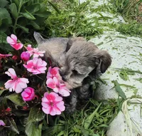 Rosie, a female Miniature Schnauzer for sale in Judson, IN – 4 of 8